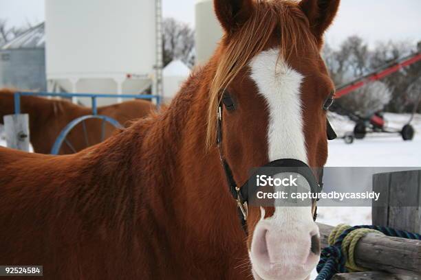 Winter Horse Stock Photo - Download Image Now - Animal, Animal Hair, Animal Head