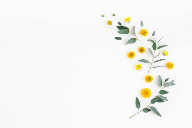 istock Yellow flowers and eucalyptus leaves. Flat lay, top view 925247504