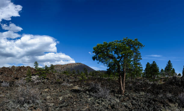 istock Green trees on Lava flow at Sunset Crater National Monument 925247546