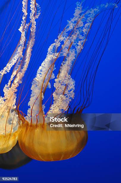 Sea Nettle Chrysaora Fuscescens - イラクサのストックフォトや画像を多数ご用意 - イラクサ, ウエストコーストシーネットル, エコツーリズム