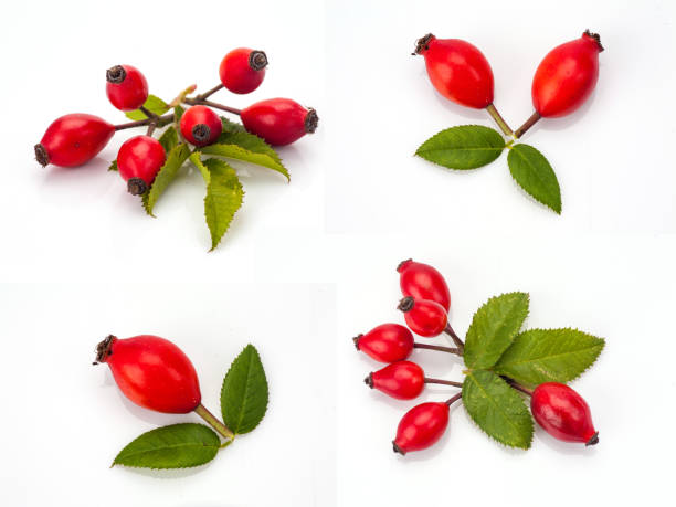 rose hip isolated on white Set of pictures with rose hip isolated on white background rose hip stock pictures, royalty-free photos & images