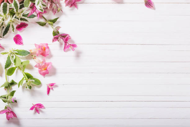 istock beautiful flowers on white wooden background 925248774