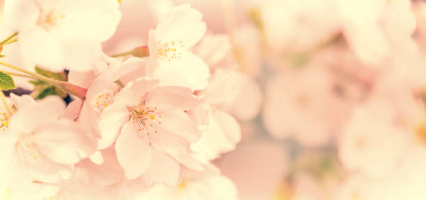 istock Cherry tree blossom, pink flower close up, panoramic spring concept 925251260