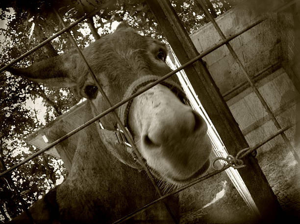 istock Horse face up close 92525222