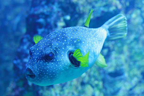 Blue box fish profile stock photo