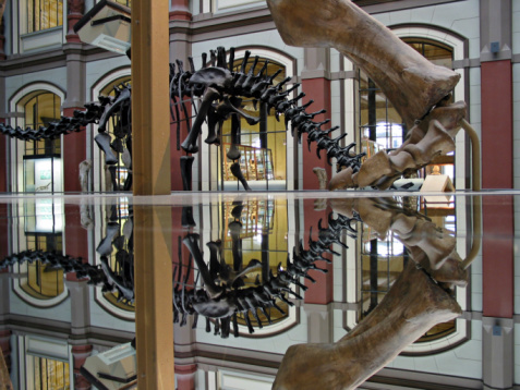 Dinosaur in a Museum in Berlin, Germany.