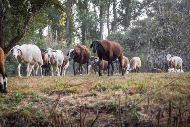 istock Flock of sheep grazing on a beautiful mountain meadow 925256454