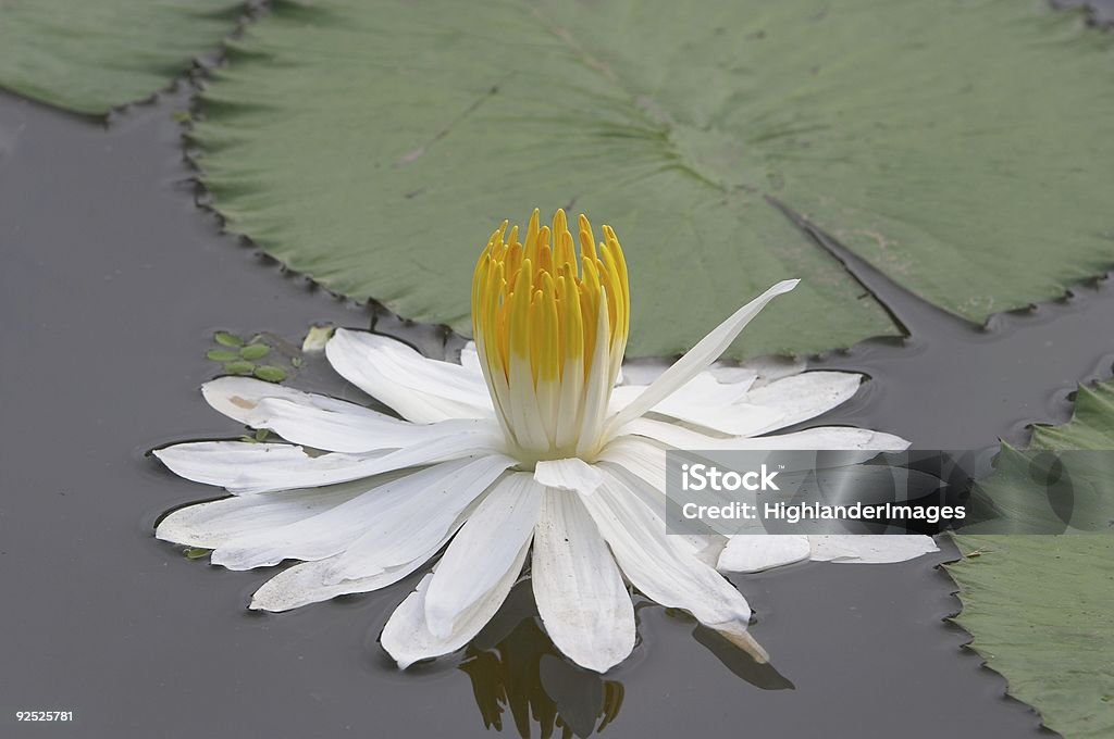 Fleur de Lotus - Photo de Arbre en fleurs libre de droits
