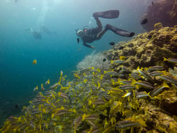 istock diver swimming with fish, koh tao thailand 925259630