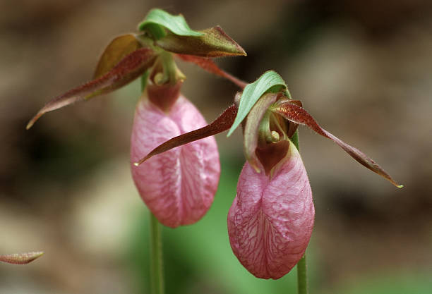 różowy ladyslipper - ladyslipper zdjęcia i obrazy z banku zdjęć