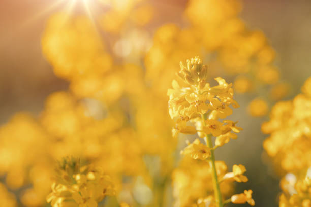Close up of a Rape field Colza flowering in spring time (Brassica rapa)
