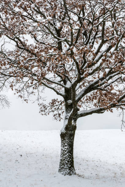 istock Oak tree with brown leaves on a snow-cevered meadow 925261088