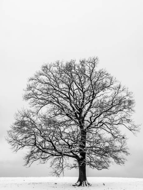 istock Oak tree on a snow-cevered meadow  in black and white 925261118
