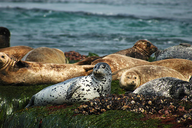 Seals stock photo