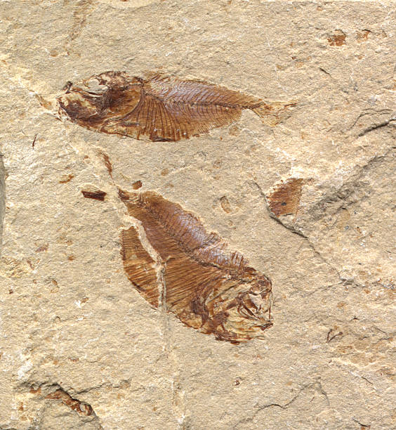 Pair of Fossil Fish from Lebanon stock photo