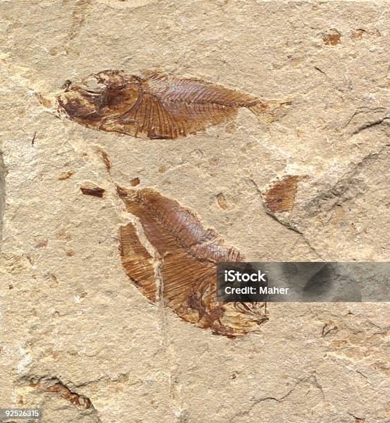 Pair Of Fossil Fish From Lebanon Stock Photo - Download Image Now - Ancient, Animal Bone, Buried
