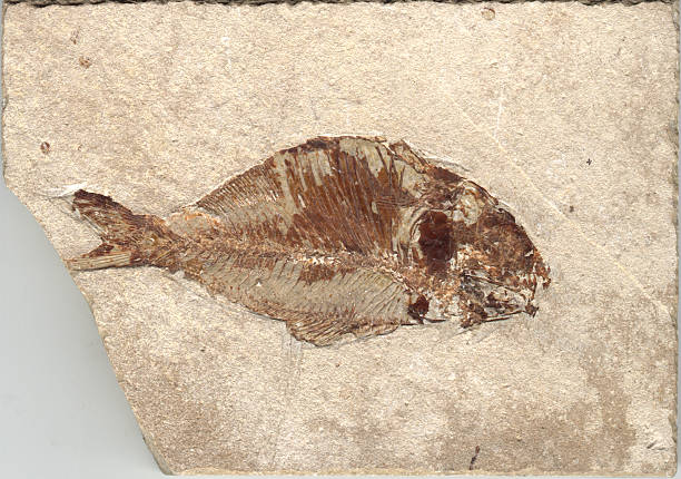 istock Fish Fossil from Lebanon 92526317