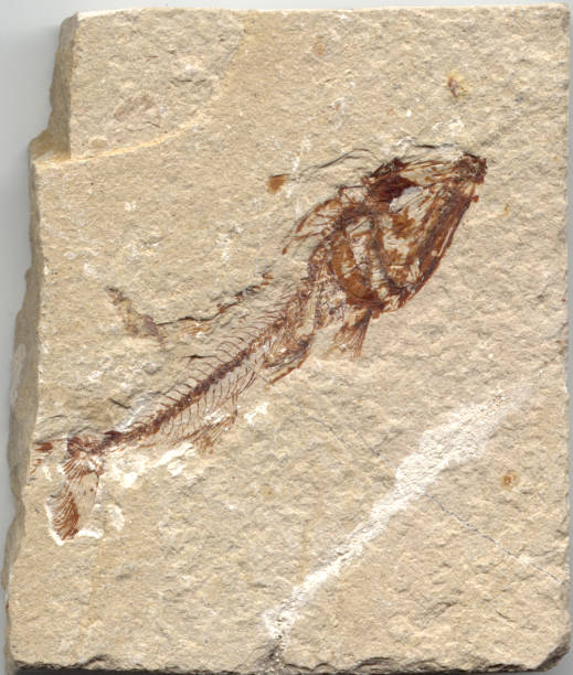 istock Fish Fossil from Lebanon 92526319