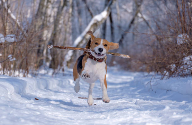 istock Beagle running around and playing with the winter forest 925263652