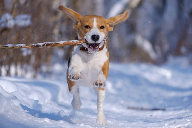 istock Beagle running around and playing with the winter forest 925263656