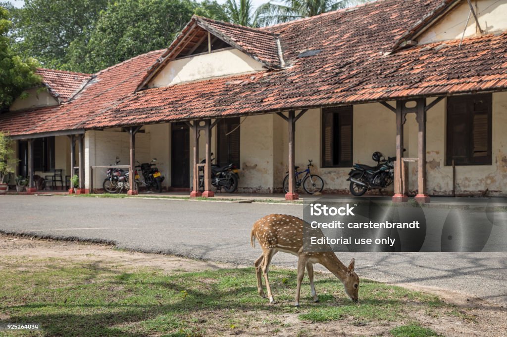 Deer Outside Temple Stock Photo - Download Image Now - Animal, Animal  Wildlife, Architecture - iStock