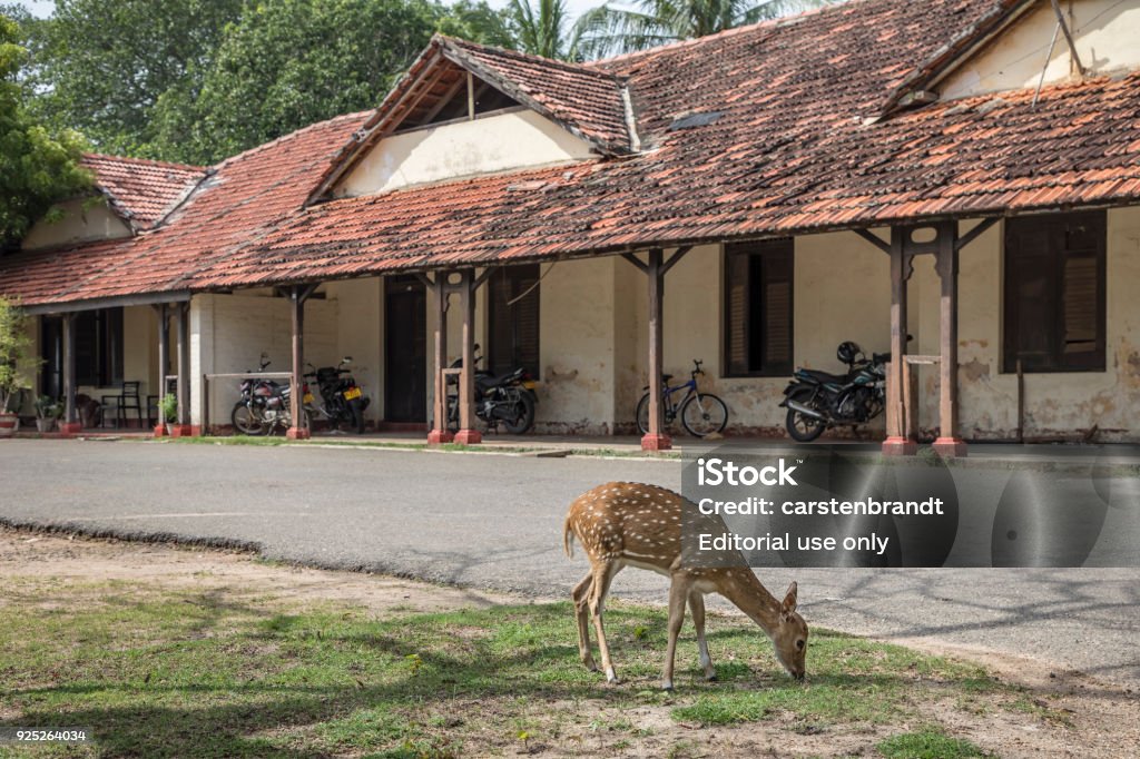 Deer Outside Temple Stock Photo - Download Image Now - Animal, Animal Wildlife, Architecture - iStock Deer Outside Temple Stock Photo - Download Image Now - Animal, Animal Wildlife, Architecture - iStock