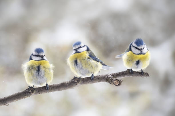 tres eurasiático herrerillo (cyanistes caeruleus) sentados juntos en una rama en el viento, el pájaro pequeño del passerine también se llama carbonero o paro, espacio de copia - tit fotografías e imágenes de stock