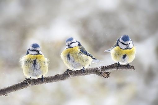 three eurasian blue tits (Cyanistes caeruleus) sitting together on a branch in the wind, the small passerine bird is also called chickadee or titmouse, copy space