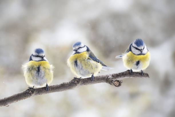 2,698 Three Little Birds Stock Photos, Pictures & Royalty-Free Images -  iStock | Reggae, Bob marley