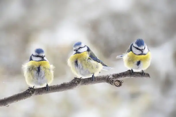 Photo of three eurasian blue tits (Cyanistes caeruleus) sitting together on a branch in the wind, the small passerine bird is also called chickadee or titmouse, copy space