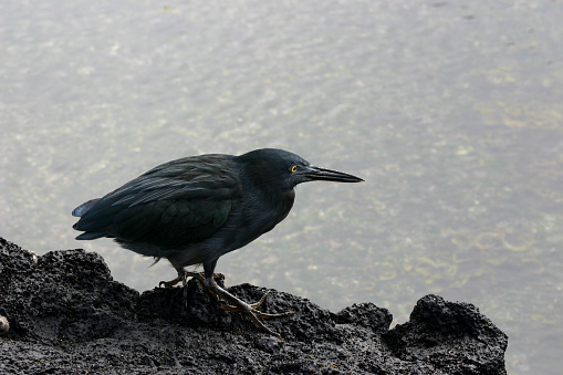 A Galapagos Heron looking for its dinner.