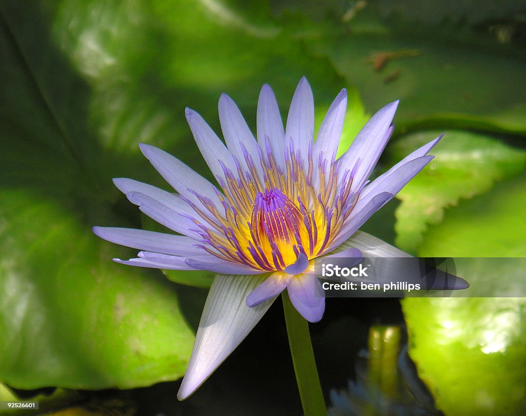 보라색 waterlily - 로열티 프리 0명 스톡 사진