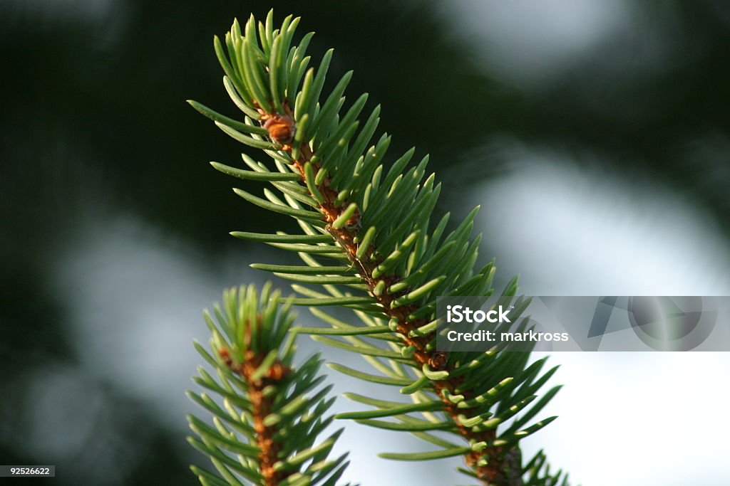 Detalhe de uma filial Pine - Foto de stock de Espinho - Parte de planta royalty-free