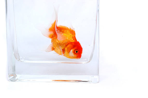 istock Gold fish in the tank 92526703