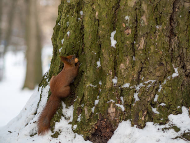 istock A Eurasian red squirrel playing in the snow 925267132