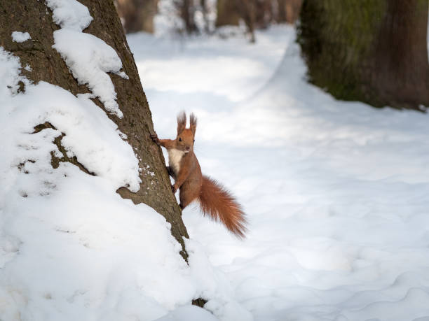 istock A Eurasian red squirrel playing in the snow 925267172