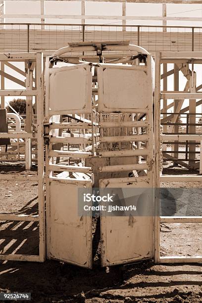 Bestiame Shute - Fotografie stock e altre immagini di Animale - Animale, Aspettare, Bestiame