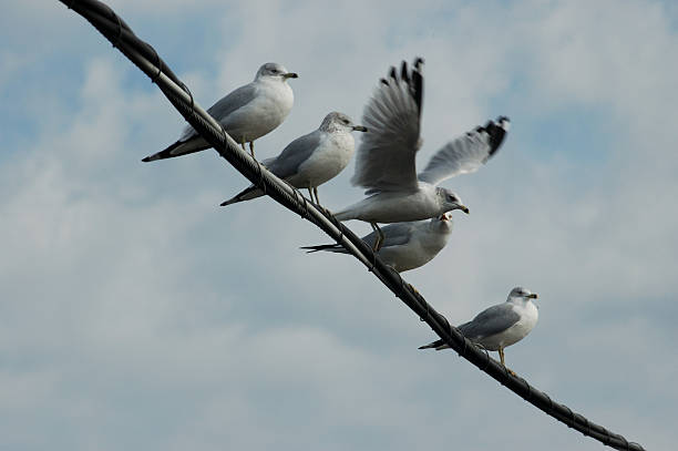 Fly away stock photo