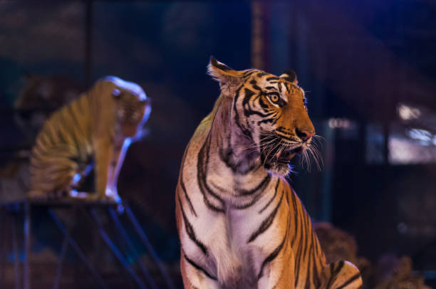 tigre nell'arena del circo - tiger roaring danger power foto e immagini stock