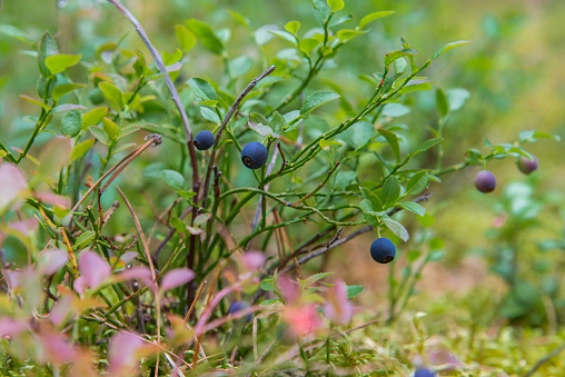 Healthy organic food - wild blueberries. Vaccinium myrtillus growing in forest closeup.