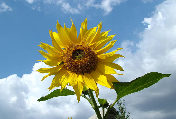istock yellow flower sunflower 92526977
