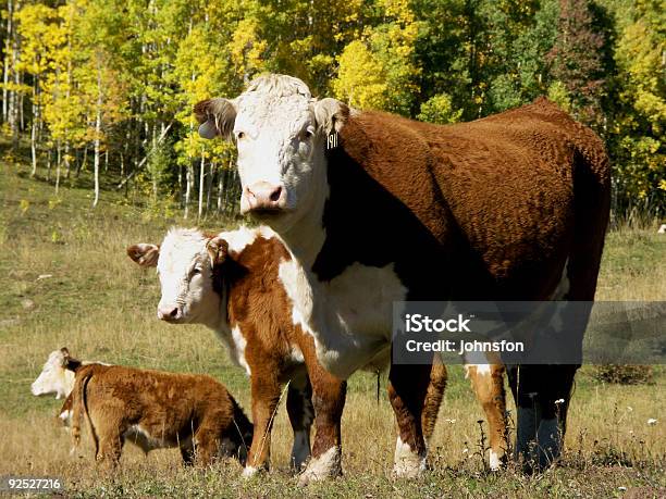 Krów - zdjęcia stockowe i więcej obrazów Aspen - Colorado - Aspen - Colorado, Bydło domowe, Fotografika