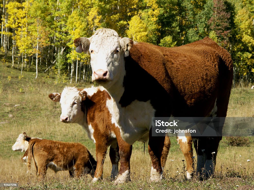 Vacas - Foto de stock de Aspen - Colorado royalty-free