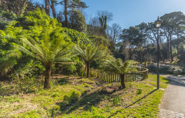 Tree ferns in Boscombe Chine in Bournemouth Tree ferns in Boscombe Chine in Bournemouth, public footpath to the beach. boscombe photos stock pictures, royalty-free photos & images