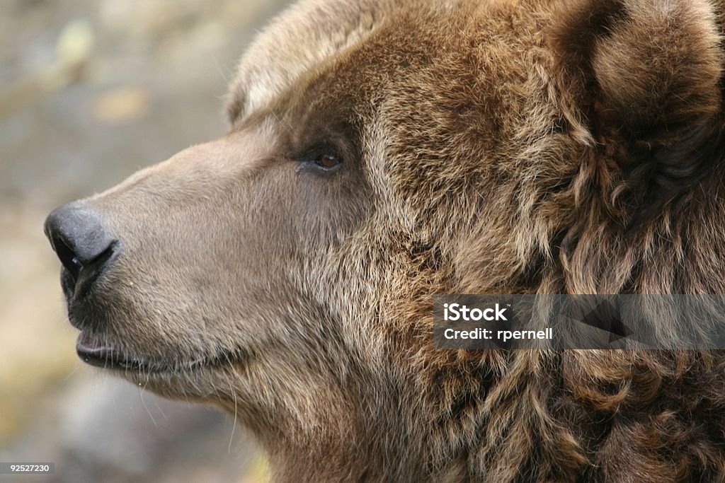 Brown oso - Foto de stock de Agresión libre de derechos