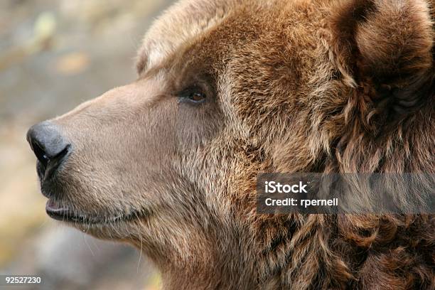 Brown Oso Foto de stock y más banco de imágenes de Agresión - Agresión, Almohadillas - Pata de animal, Animal