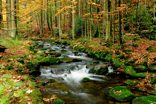 Colorful maple leaves on rock with small stream in autumn forest.