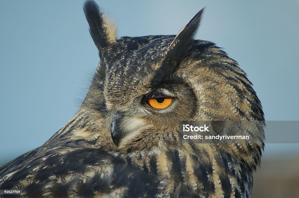 Portret eagle owl - Zbiór zdjęć royalty-free (Dziób - Pysk)