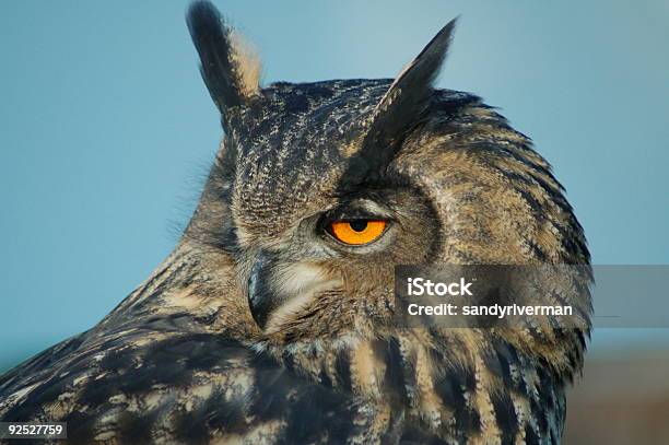 Portret Eagle Owl - zdjęcia stockowe i więcej obrazów Dziób - Pysk - Dziób - Pysk, Fotografika, Horyzontalny