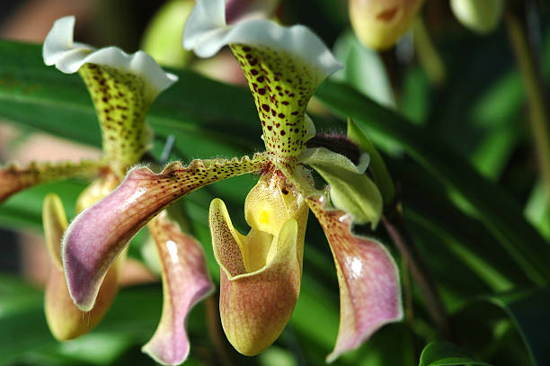 istock Paphiopedilum gratrixianum 92527839